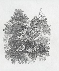 Long Tailed Titmouse from History of British Birds and Quadrupeds